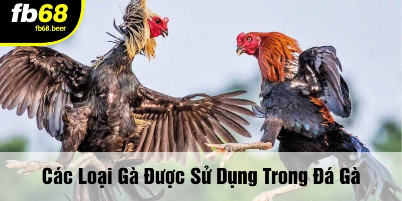 Các Loại Gà Được Sử Dụng Trong Đá Gà
