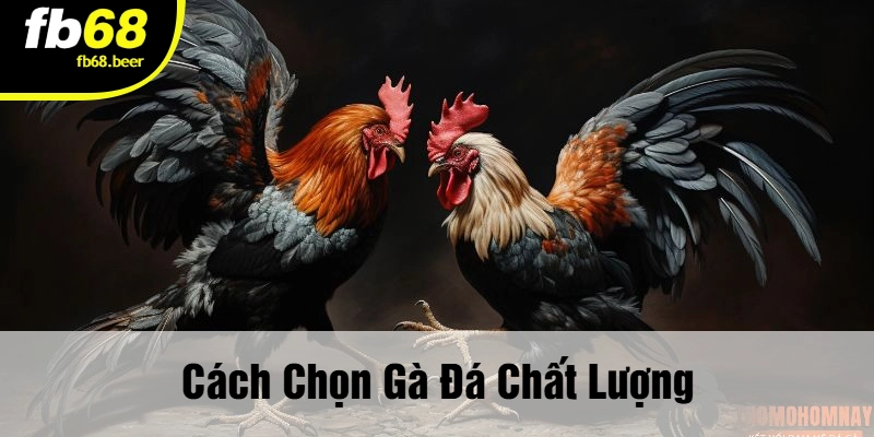 Cách Chọn Gà Đá Chất Lượng