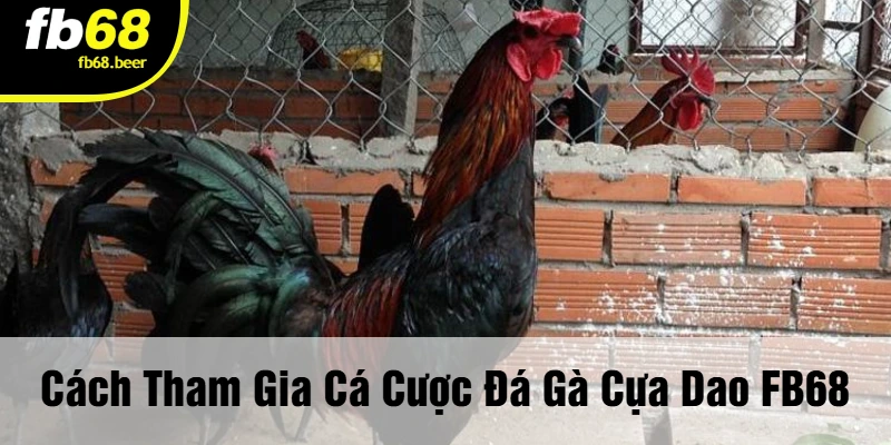 Cách Tham Gia Cá Cược Đá Gà Cựa Dao FB68