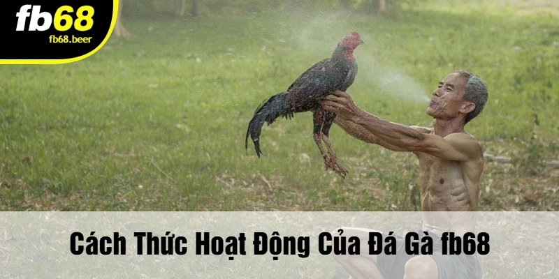 Cách Thức Hoạt Động Của Đá Gà 68FB