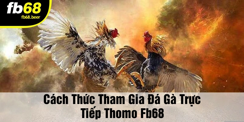 Cách Thức Tham Gia Đá Gà Trực Tiếp Thomo FB68
