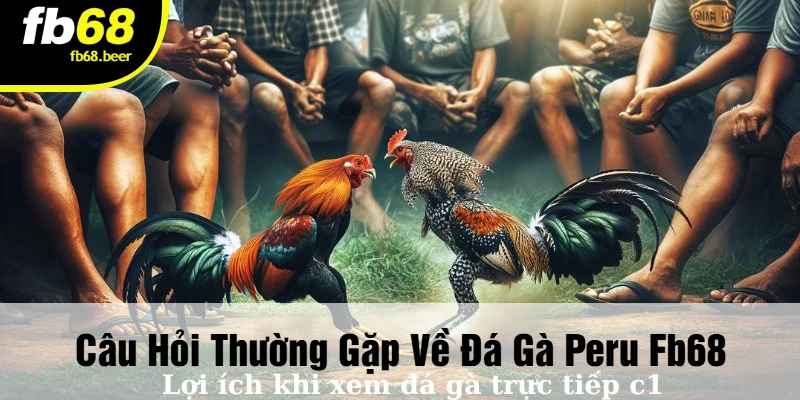 Câu Hỏi Thường Gặp Về Đá Gà Peru FB68