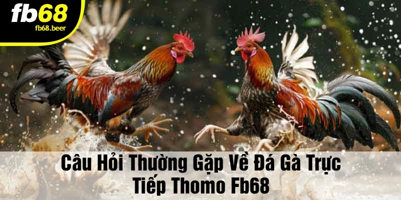 Câu Hỏi Thường Gặp Về Đá Gà Trực Tiếp Thomo FB68