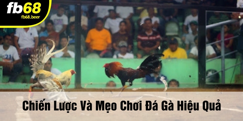 Chiến Lược Và Mẹo Chơi Đá Gà Hiệu Quả