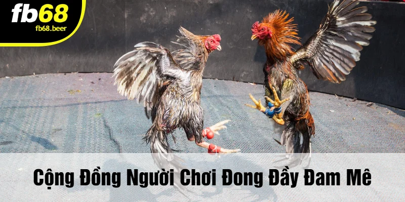 Cộng Đồng Người Chơi Đong Đầy Đam Mê