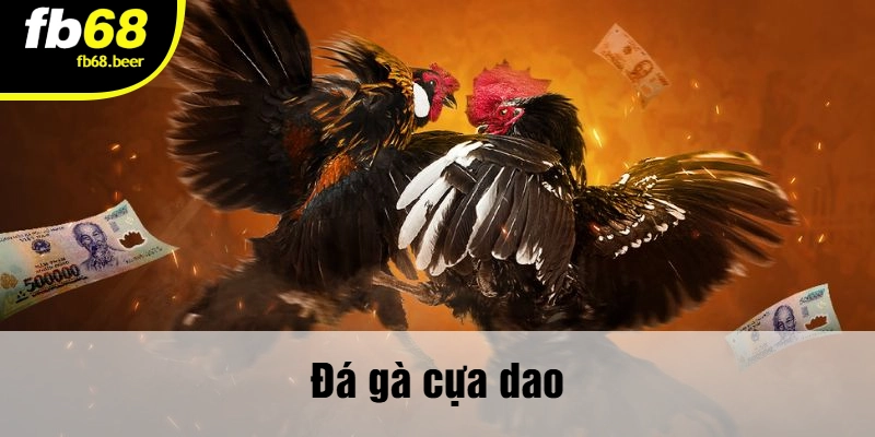 Đá gà cựa dao