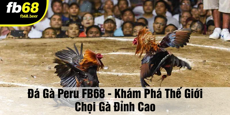 Đá Gà Peru – Cựa chuẩn, đòn hay, chiến thắng rực cháy!