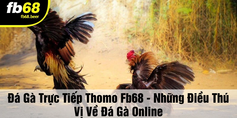Đá gà trực tiếp thomo FB68 - Cơ hội cá cược đẳng cấp, rinh quà cực khủng!