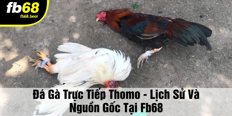 Đá Gà Trực Tiếp Thomo - Lịch Sử Và Nguồn Gốc Tại FB68