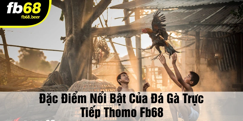 Đặc Điểm Nổi Bật Của Đá Gà Trực Tiếp Thomo FB68
