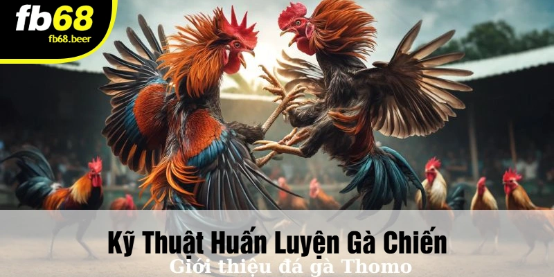 Kỹ Thuật Huấn Luyện Gà Chiến