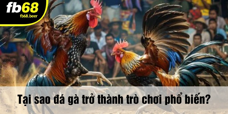 Tại sao đá gà trở thành trò chơi phổ biến?